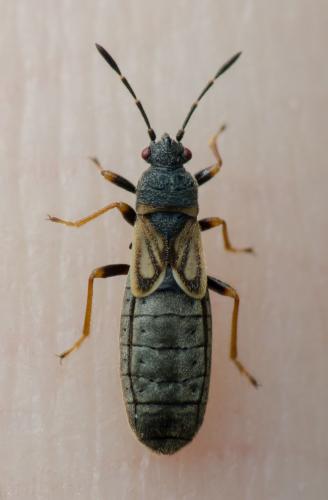 Ischnodemus sabuleti